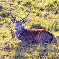 Buy canvas prints of Resting Highland Stag by Tom Dolezal