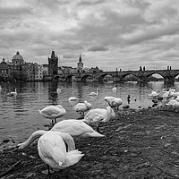 Buy canvas prints of Prague swans by Tom Dolezal