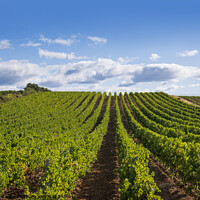 Buy canvas prints of Summer vineyard in the Languedoc by Jeanette Teare