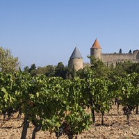 Buy canvas prints of Carcassonne vineyard by Jeanette Teare