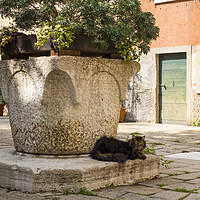 Buy canvas prints of Venice cat by Jeanette Teare
