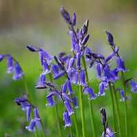 Buy canvas prints of English bluebells by Jeanette Teare