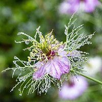 Buy canvas prints of Love in a mist, in a mist by Jeanette Teare