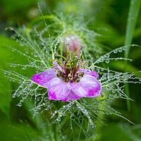 Buy canvas prints of Pink nigella flower covered in morning dew by Jeanette Teare