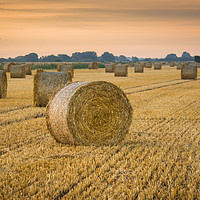 Buy canvas prints of Sunset Harvest by GILL KENNETT