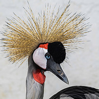 Buy canvas prints of Grey Crested Crane by GILL KENNETT