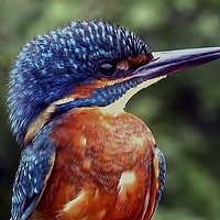 Buy canvas prints of Kingfisher Portrait  by Paul Welsh