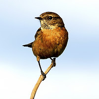 Buy canvas prints of Stonechat by Paul Welsh