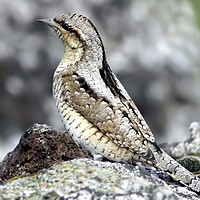 Buy canvas prints of Wryneck by Paul Welsh