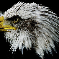 Buy canvas prints of Bald Eagle Portrait by Paul Welsh
