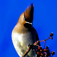 Buy canvas prints of Waxwing In The Winter Sun by Paul Welsh