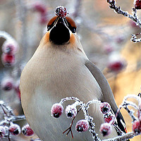 Buy canvas prints of Waxwing Eating Snow Covered Hawthorn Berries by Paul Welsh
