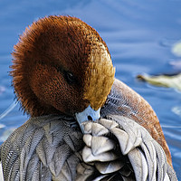 Buy canvas prints of Shy Wigeon by Paul Welsh