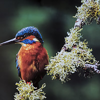 Buy canvas prints of Kingfisher by Paul Welsh