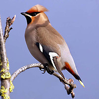 Buy canvas prints of Waxwing Basking In The Sunshine by Paul Welsh