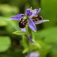 Buy canvas prints of Bee Orchid by Paul Welsh