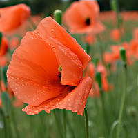 Buy canvas prints of Poppy With Water Droplets by Paul Welsh