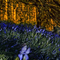 Buy canvas prints of Bluebells by Paul Welsh