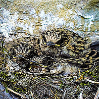 Buy canvas prints of Spotted Flycatchers Nest by Paul Welsh
