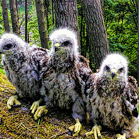 Buy canvas prints of Three Common Buzzard Chicks by Paul Welsh