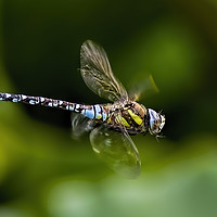 Buy canvas prints of Male Southern Hawker Dragonfly by Paul Welsh