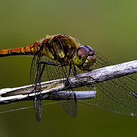 Buy canvas prints of Common Hawker Dragonfly by Paul Welsh