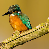 Buy canvas prints of Eurasian Kingfisher by Paul Welsh