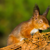 Buy canvas prints of Red Squirrel High On Life by Paul Welsh