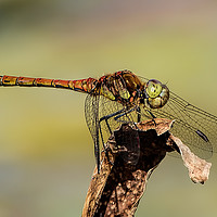 Buy canvas prints of Common Hawker Dragonfly  by Paul Welsh