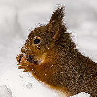Buy canvas prints of Red Squirrel Freeze Burn Nooooo! by Paul Welsh