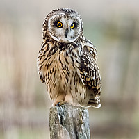 Buy canvas prints of Short Eared Owl On A Post by Paul Welsh