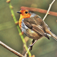 Buy canvas prints of Robin by Brian Spooner