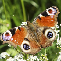 Buy canvas prints of Peacock Butterfly by Brian Spooner