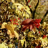 Buy canvas prints of Autumn Fruit by Brian Spooner
