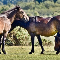 Buy canvas prints of New Forest Ponies by Brian Spooner