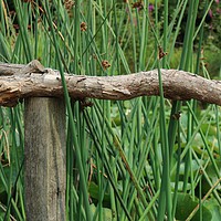 Buy canvas prints of Wood in the pond by Mitchell Nortje