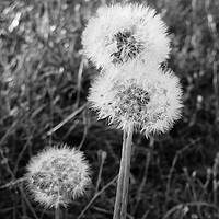 Buy canvas prints of Dandelions at Willen Lake by Mitchell Nortje
