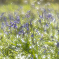 Buy canvas prints of Sparkling Bluebells and Fairies by JUDI LION