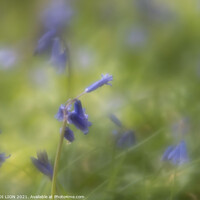 Buy canvas prints of Impression of Bluebells by JUDI LION