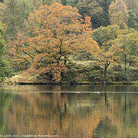 Buy canvas prints of Autumn at Loughrigg Tarn by JUDI LION