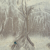 Buy canvas prints of A Beach Tree by JUDI LION