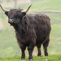 Buy canvas prints of Black Highland Cow by JUDI LION