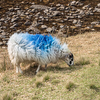 Buy canvas prints of A blue sheep by JUDI LION