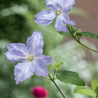 Buy canvas prints of Lilac Clematis by JUDI LION