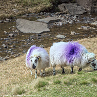 Buy canvas prints of Two Purple Sheep by JUDI LION