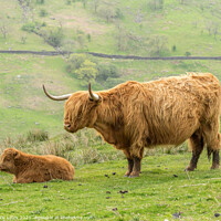 Buy canvas prints of Brown Highland Cow and Calf by JUDI LION