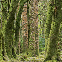 Buy canvas prints of Moss covered trunks by JUDI LION