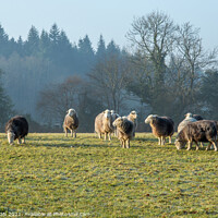 Buy canvas prints of Herdwick Sheep grazing by JUDI LION