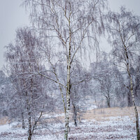 Buy canvas prints of Silver birches in the snow by JUDI LION