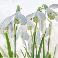 Buy canvas prints of Snowdrops in high key by JUDI LION